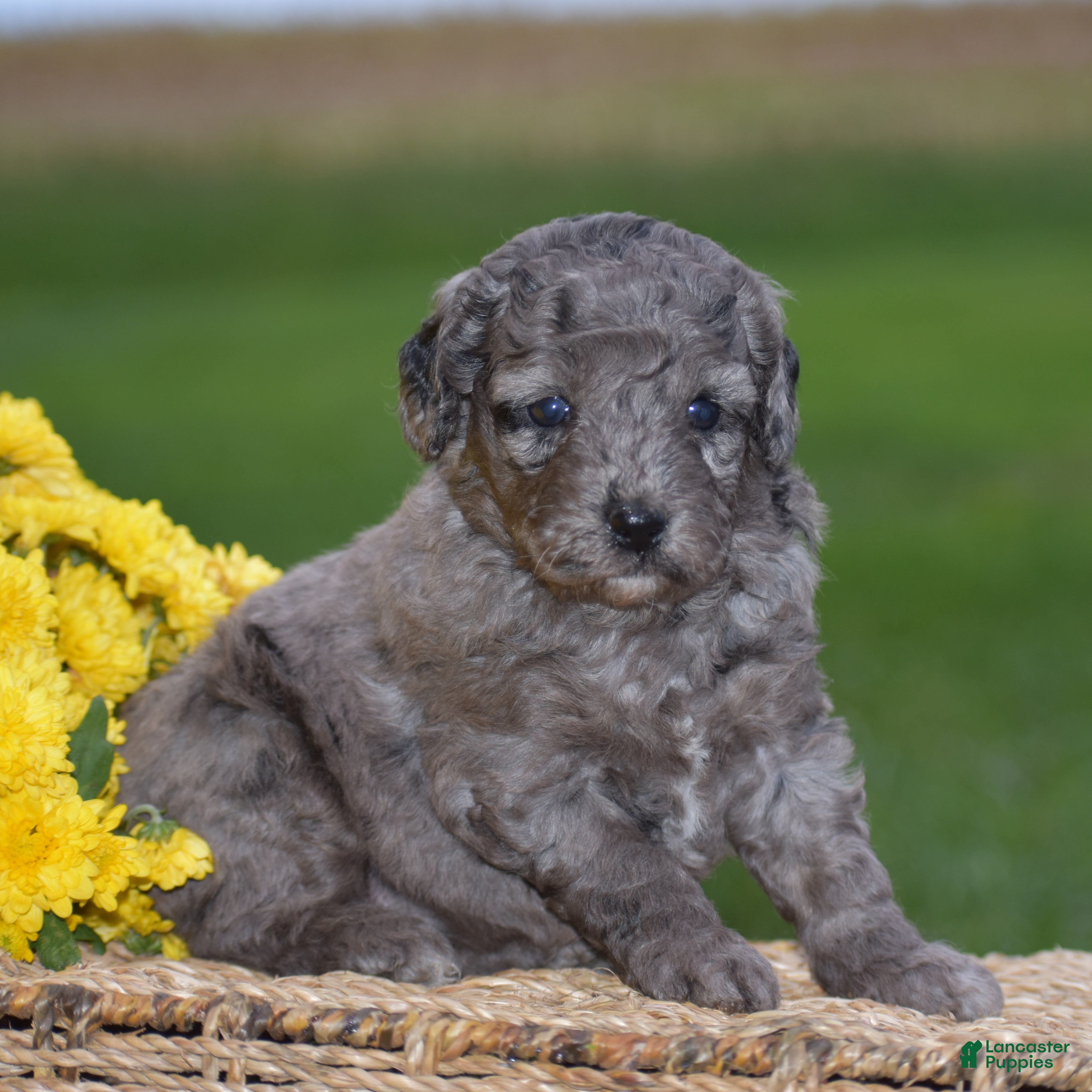 Mini Goldendoodle dogs Honey - Ad 1