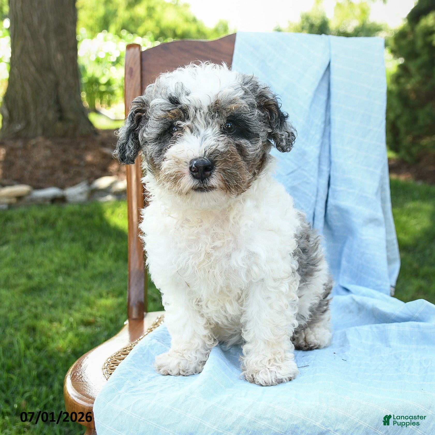 Mini Bernedoodle dogs Classy - Ad 2