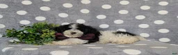 Toy Poodle dogs for sale: Sumner - Ad 4