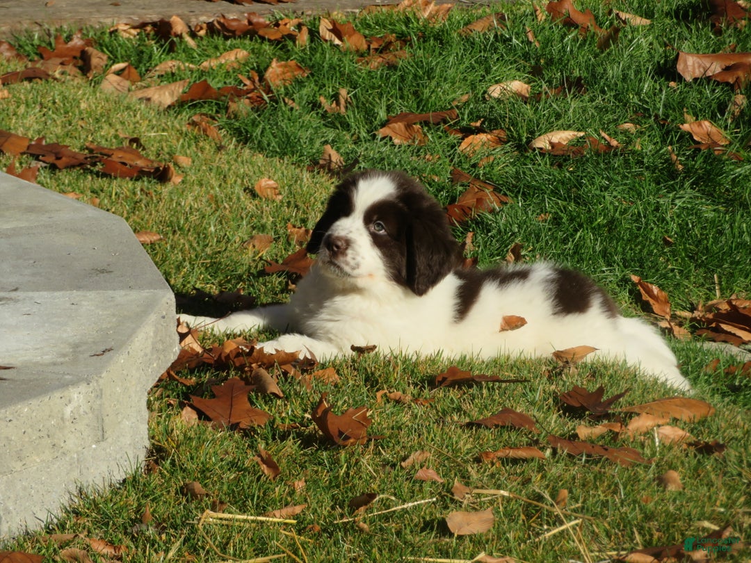 Newfoundland dogs for sale: Monty - Ad 2