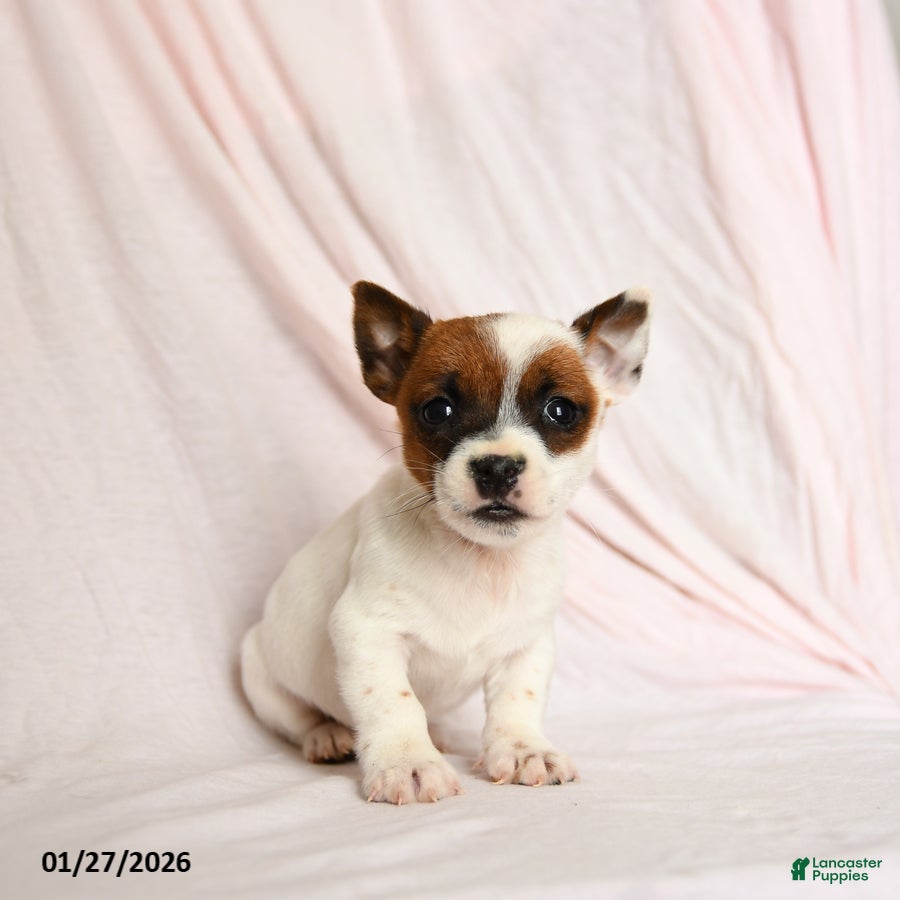 Jack Russell Terrier dogs Sprocket - Ad 28