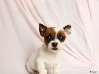 Jack Russell Terrier dogs Sprocket - Ad 28