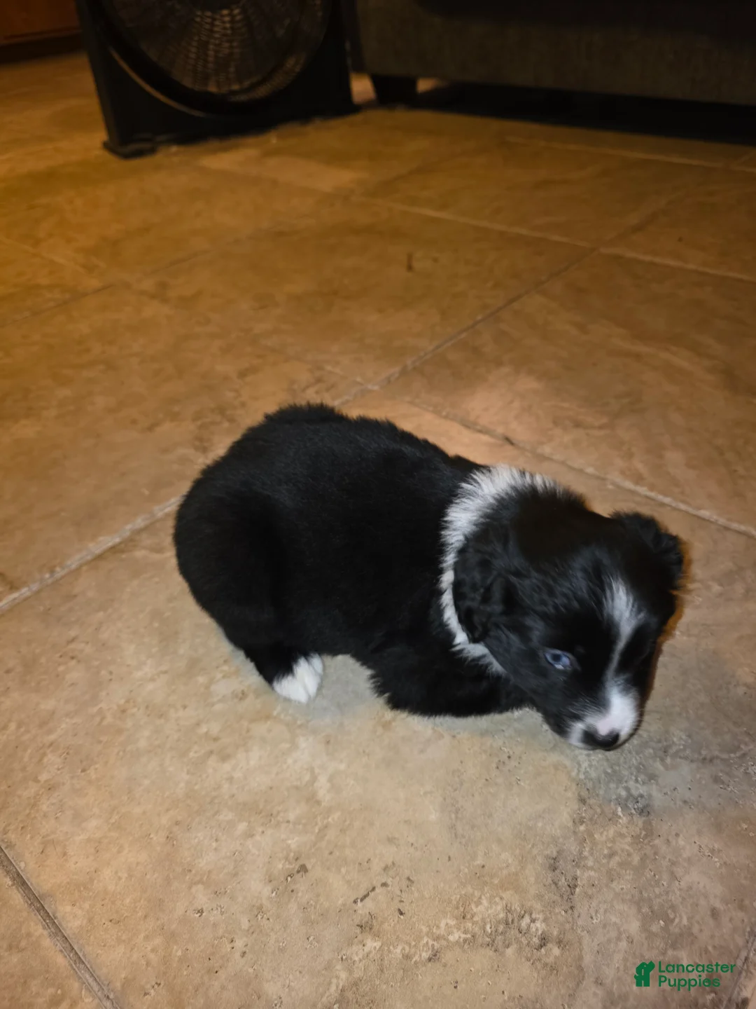 Miniature Australian Shepherd dogs for sale: Miniature Australian Shepherd Puppy 5 - Ad 2