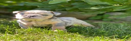 English Bulldog dogs for sale: Dawn - Ad 7