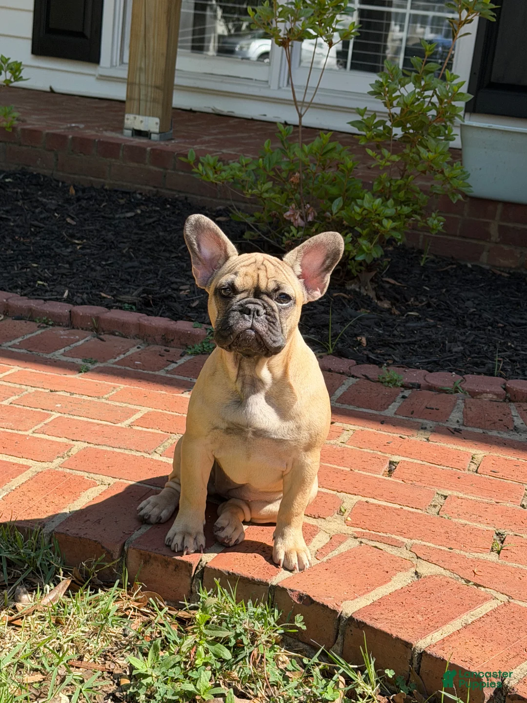 French Bulldog dogs for sale: French Bulldog Puppy 1 - Ad 1