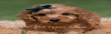 Pudding F1