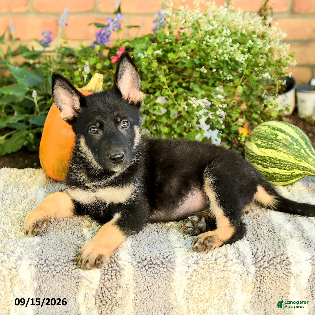 Gerberian Shepsky dogs for sale: Thomas - Ad 3