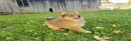 Pomeranian dogs for sale: Jewel  - Ad 5
