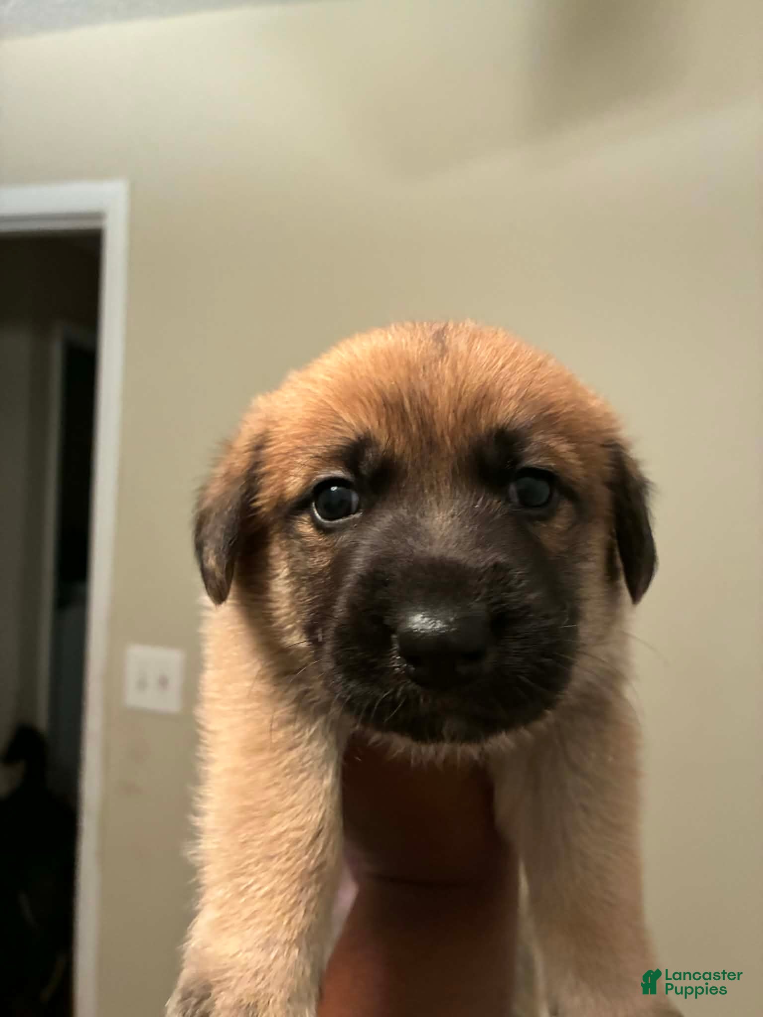 Mixed Breed dogs Mixed Breed Puppy 2 - Ad 30