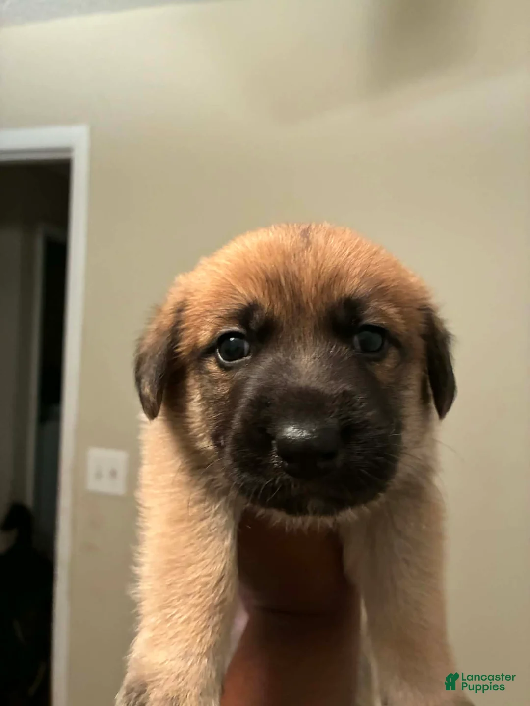 Mixed Breed dogs for sale: Mixed Breed Puppy 2 - Ad 1
