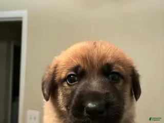 Mixed Breed dogs Mixed Breed Puppy 2 - Ad 30