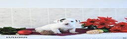 Jack Russell Terrier dogs for sale: Toby - Ad 10