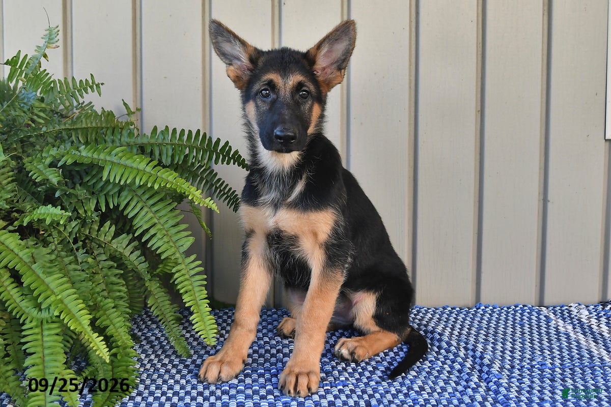 German Shepherd dogs Chloe - Ad 2