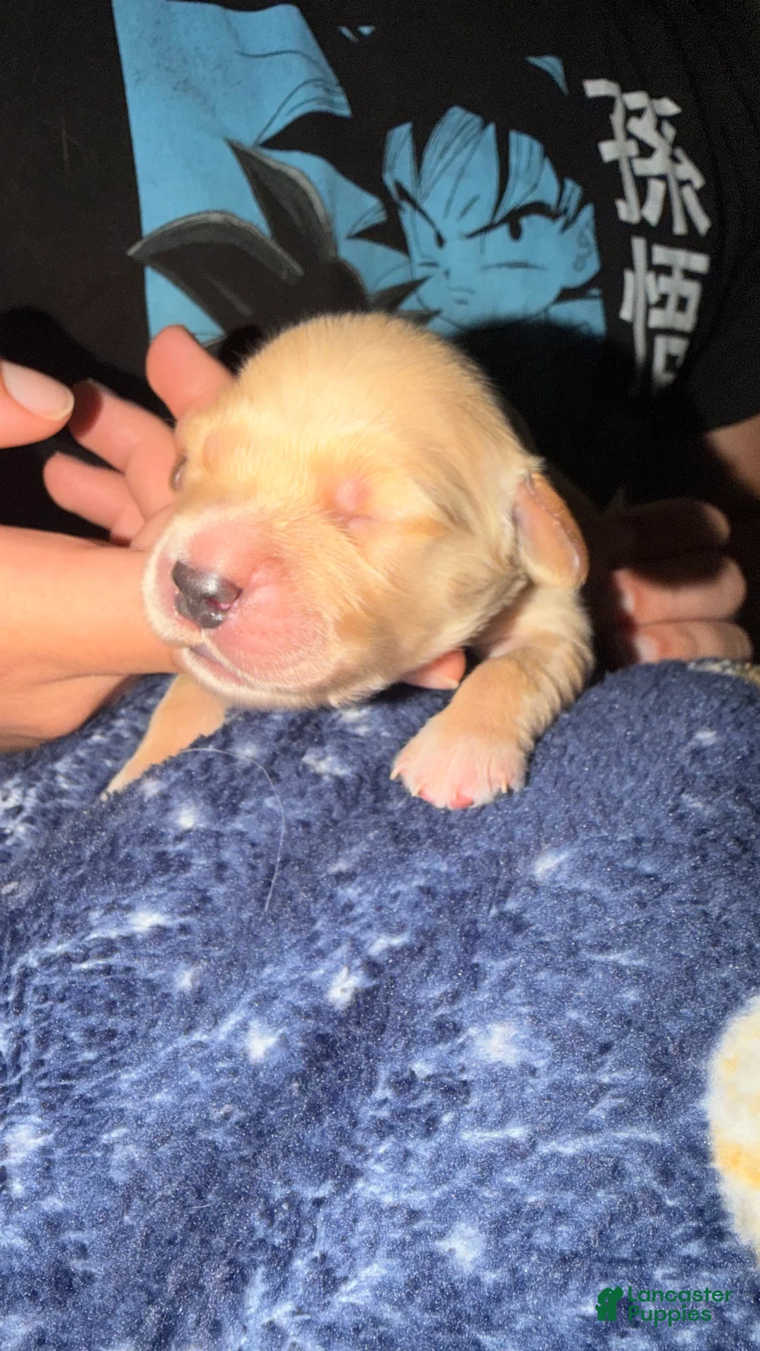 Golden Retriever dogs for sale: Deep Blue  - Ad 1