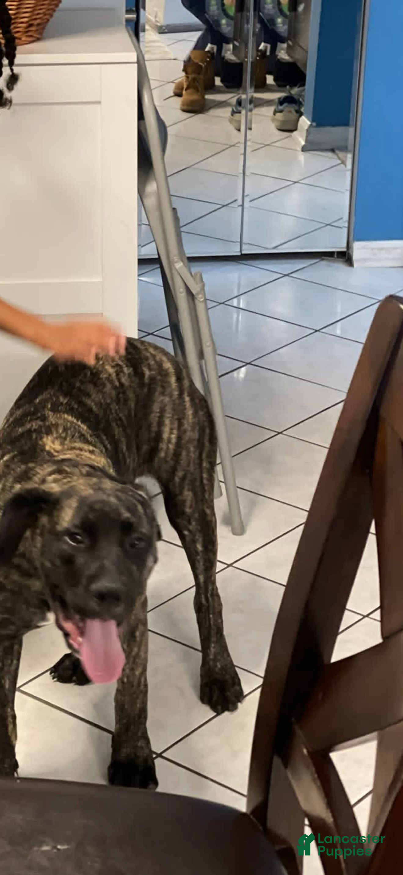 Cane Corso dogs Cane Corso 3 - Ad 13