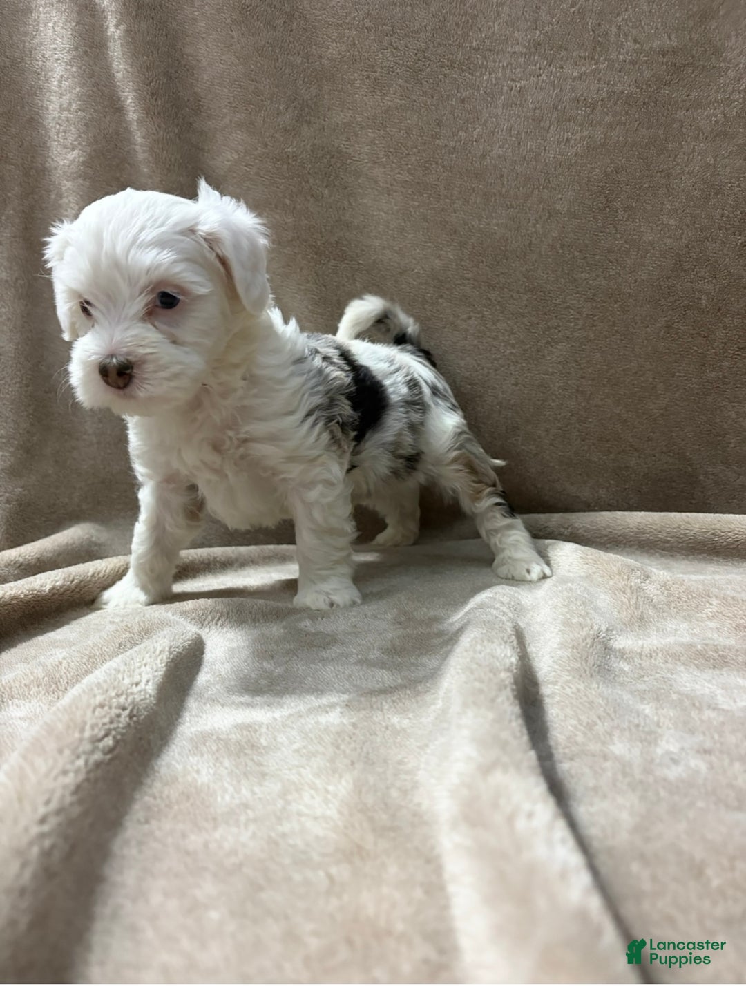 Bernedoodle dogs for sale: Chipper - Ad 4