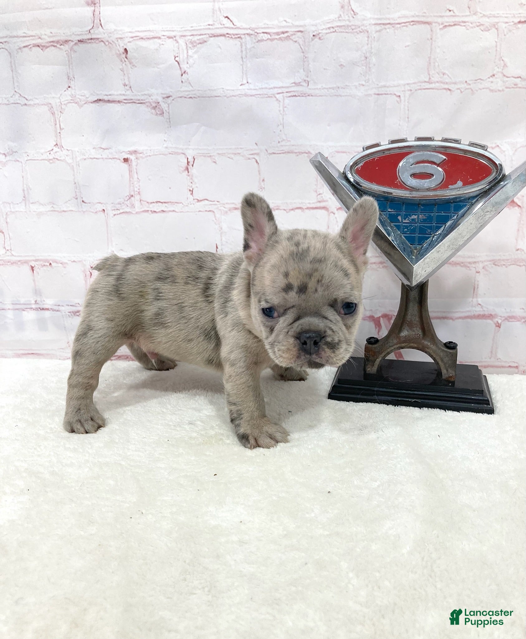 French Bulldog dogs Eddie French Bulldog  - Ad 1