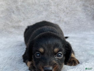 Miniature Dachshund dogs - Ad 6