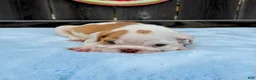 English Bulldog dogs for sale: Boby  - Ad 3