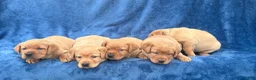 Labrador Retriever dogs for sale: #1 Female aka first born pup  - Ad 7