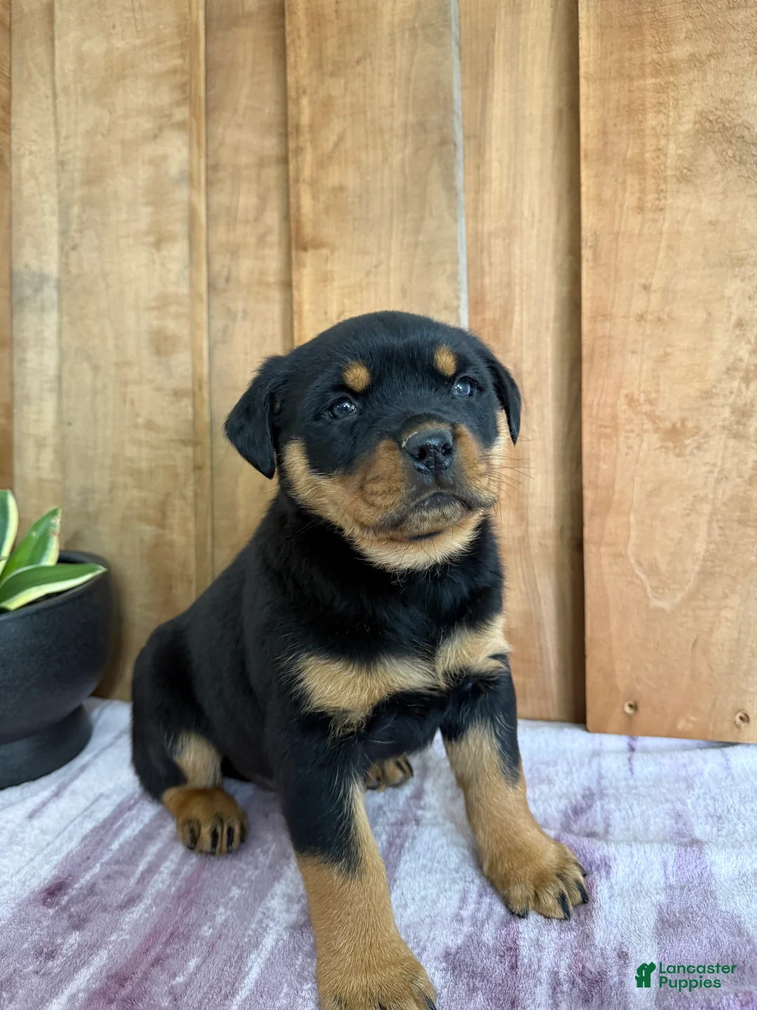 Rottweiler dogs for sale: Lou - Ad 19