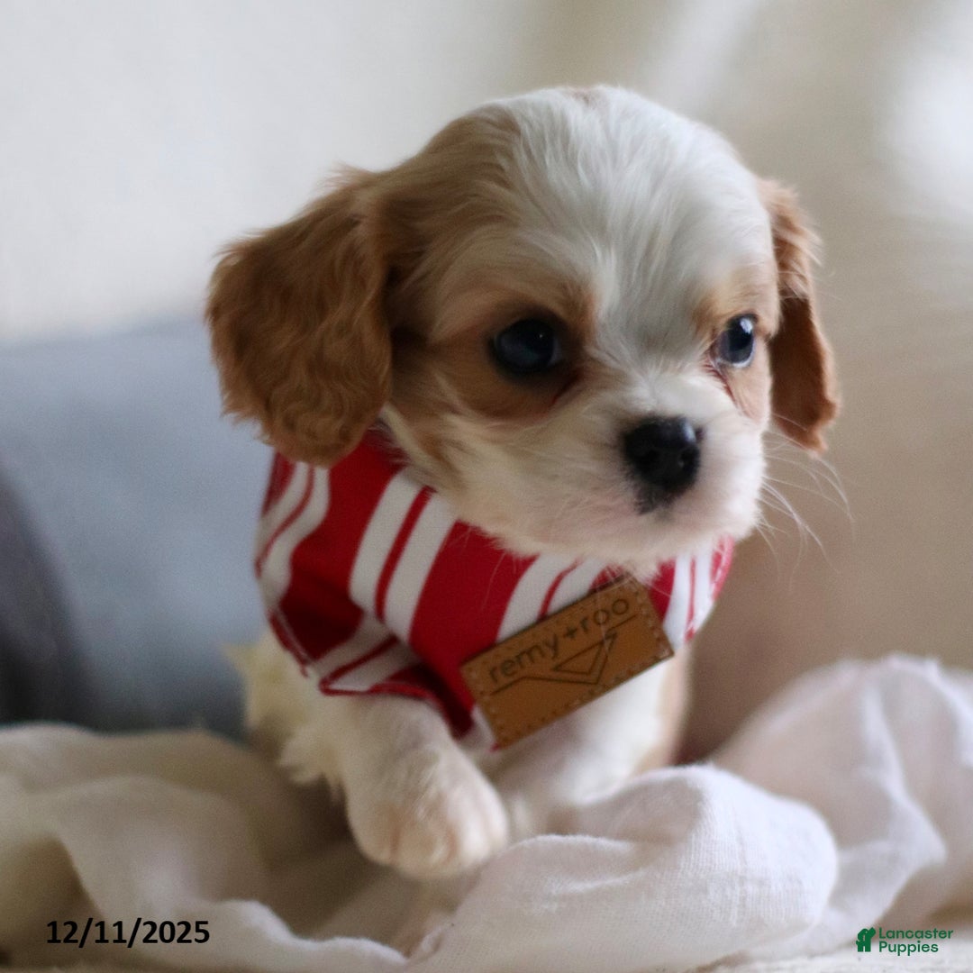 Cavalier King Charles Spaniel dogs for sale: Lennox - Ad 5