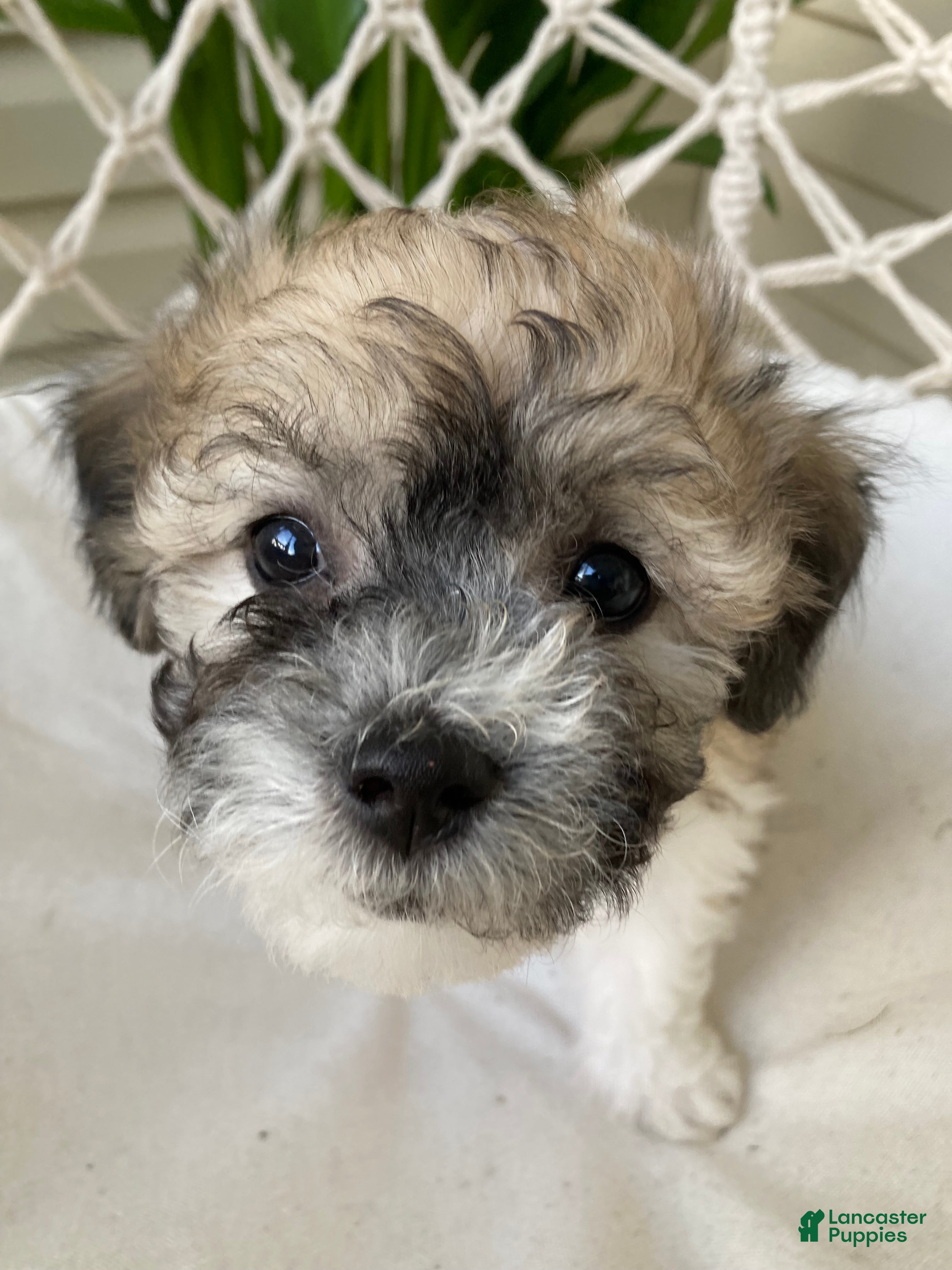 Mixed Breed dogs Niki - Ad 1
