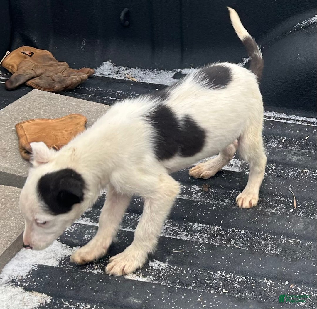 Border Collie dogs for sale: Border Collie Puppy 3 - Ad 2