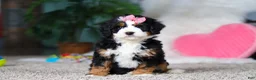 Mini Bernedoodle dogs for sale: Pearl - Ad 3
