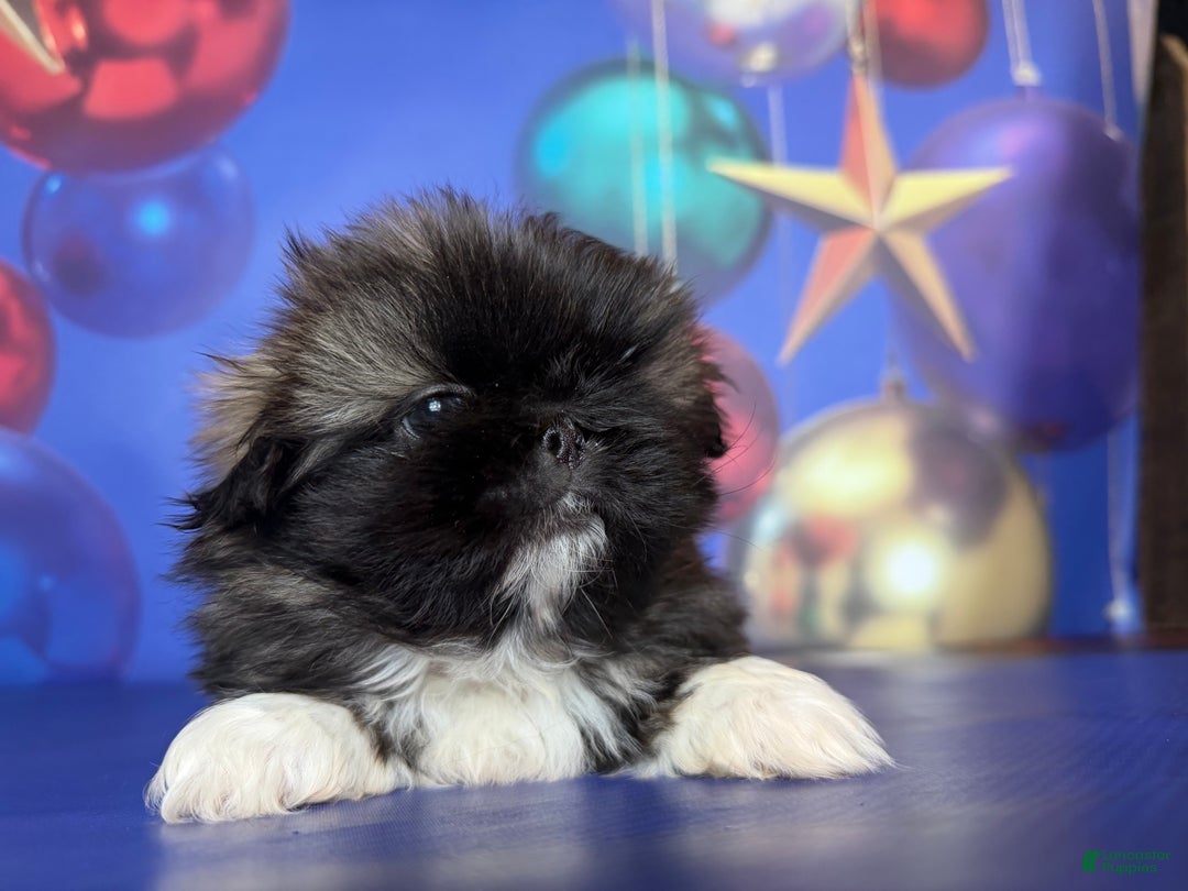 Pekingese dogs for sale: AKC DNA OFA Pudding - Ad 3