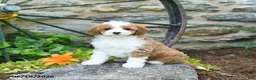 Mini Goldendoodle dogs for sale: Sandy - Ad 1