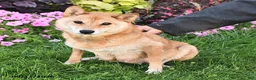 Shiba Inu dogs for sale: Karl - Ad 4