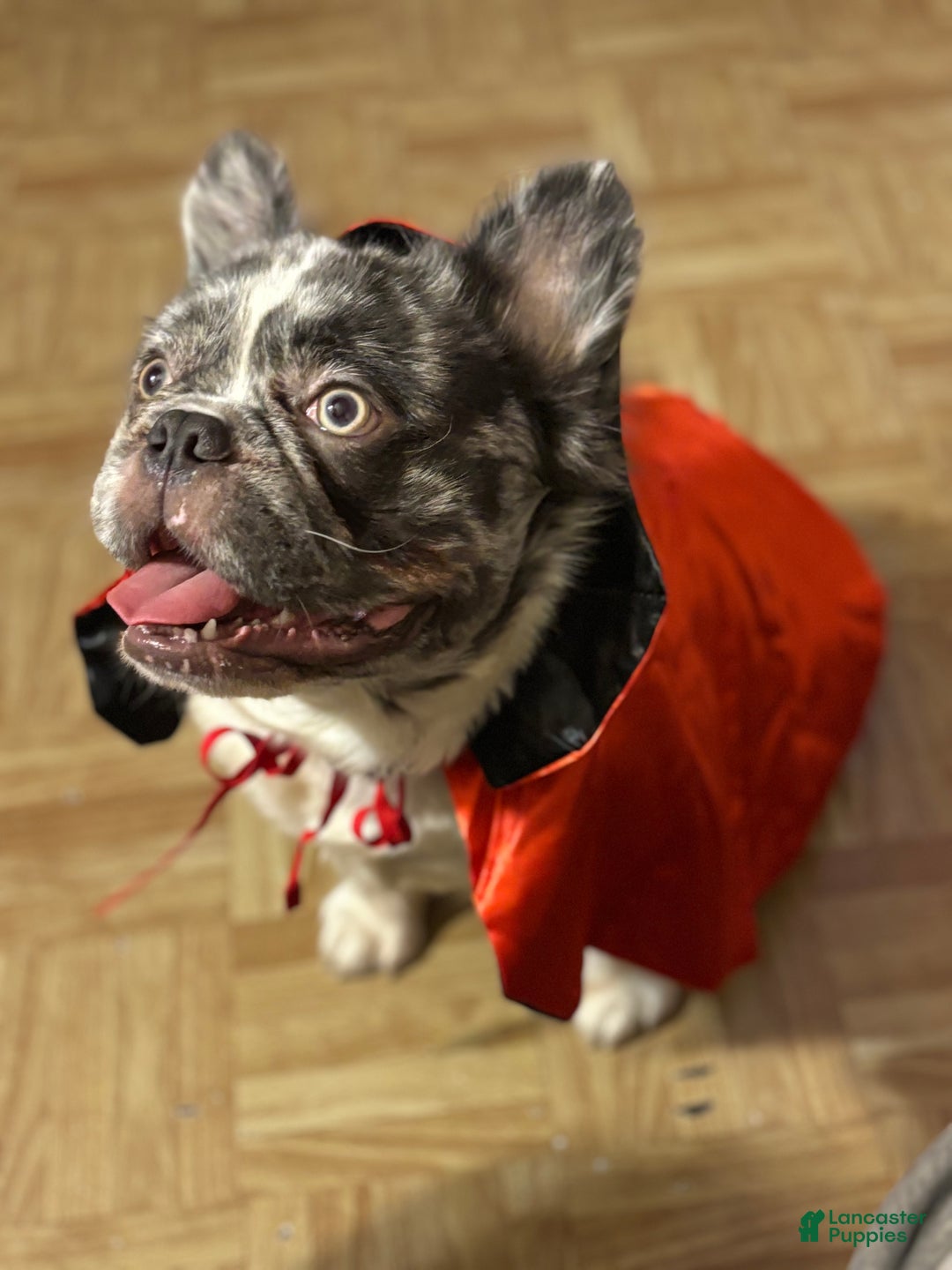 French Bulldog dogs for stud: Leo Andujar - Ad 2