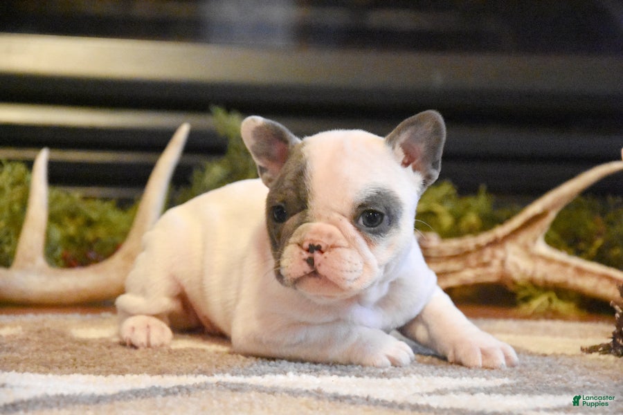 French Bulldog dogs Tulip - Ad 2
