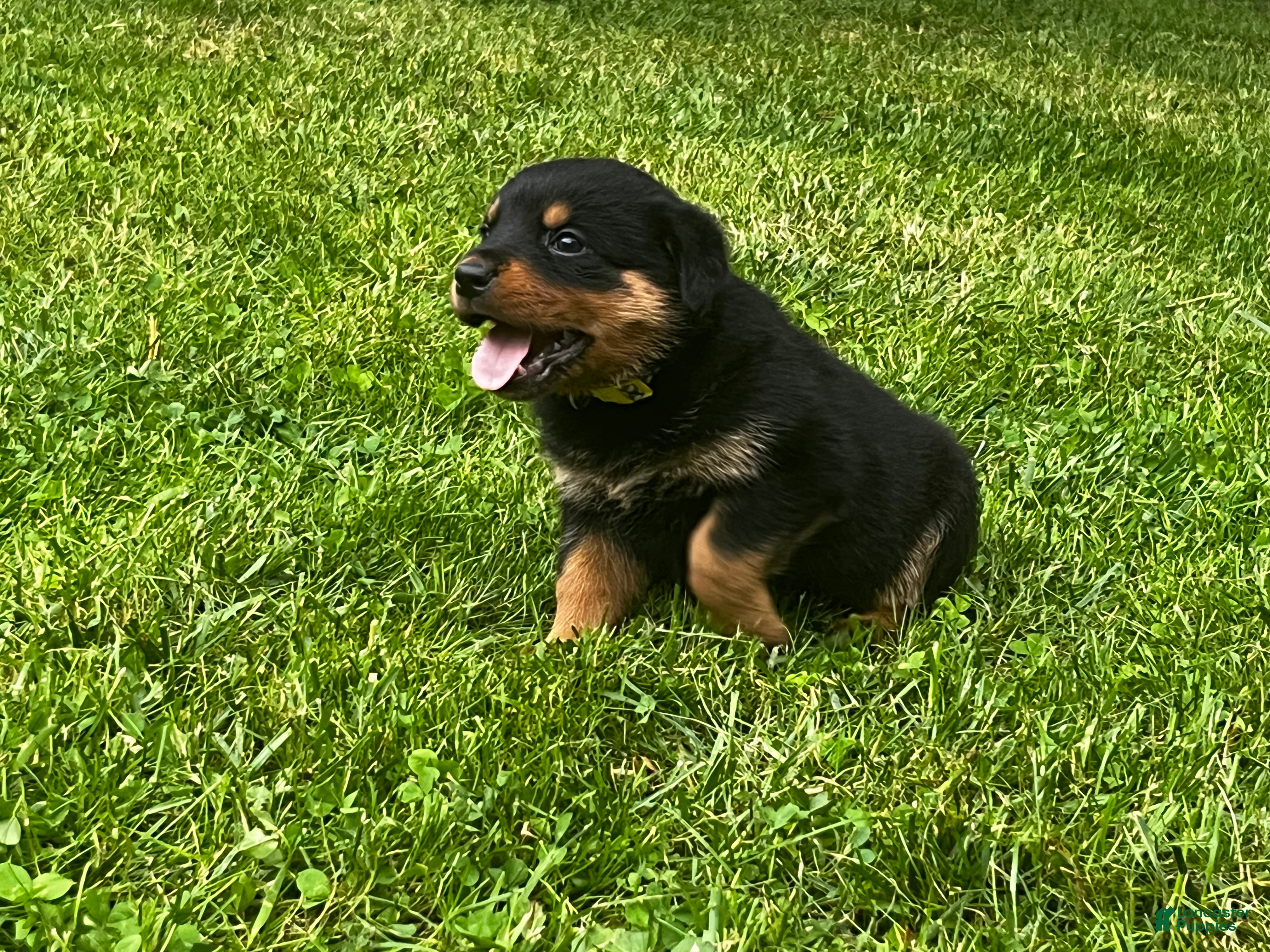 Rottweiler dogs Sierra - Ad 2
