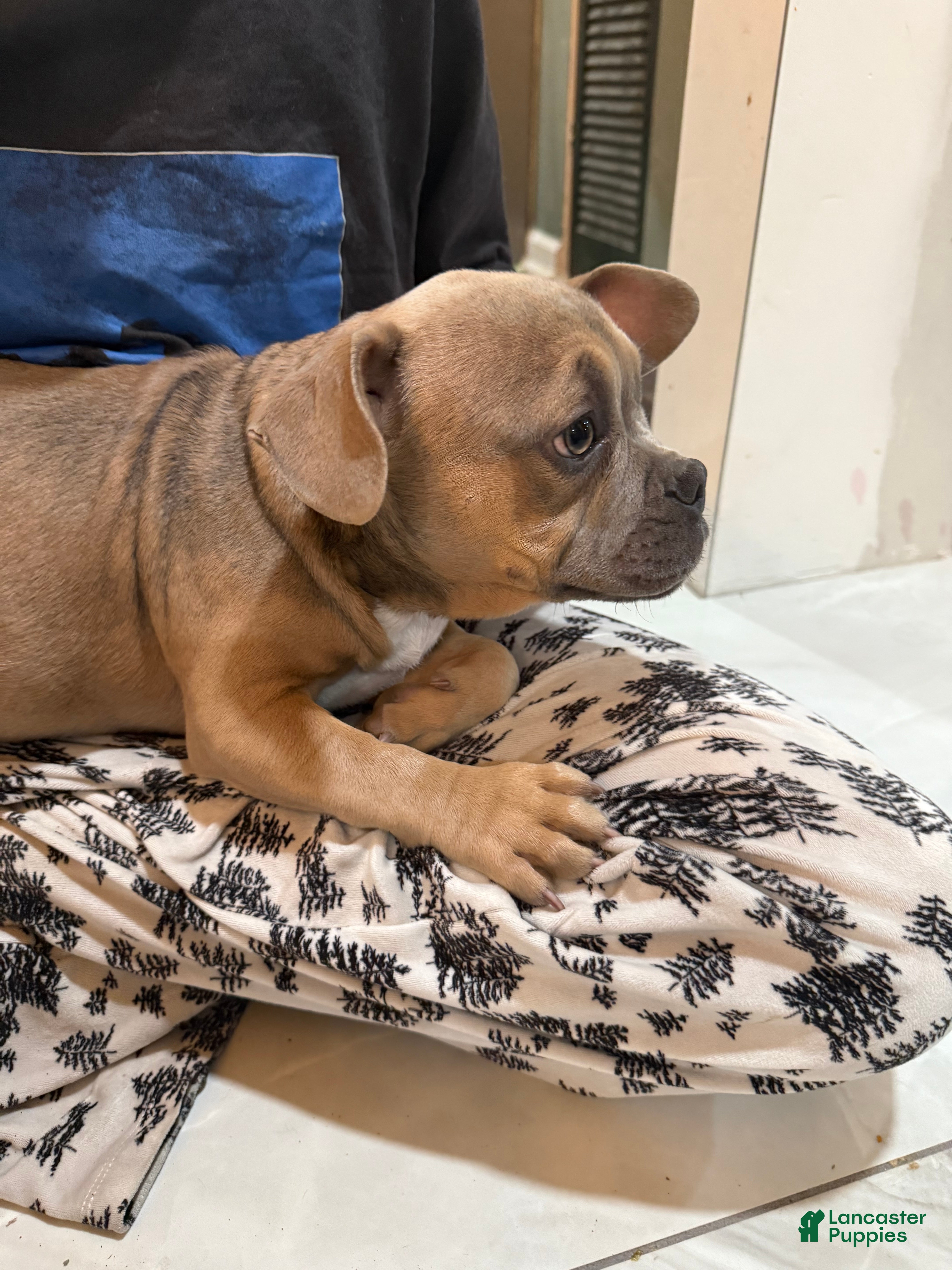 Mixed Breed dogs Branch - Ad 23