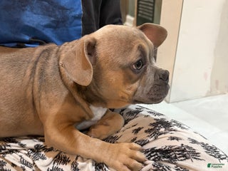 Mixed Breed dogs Branch - Ad 21