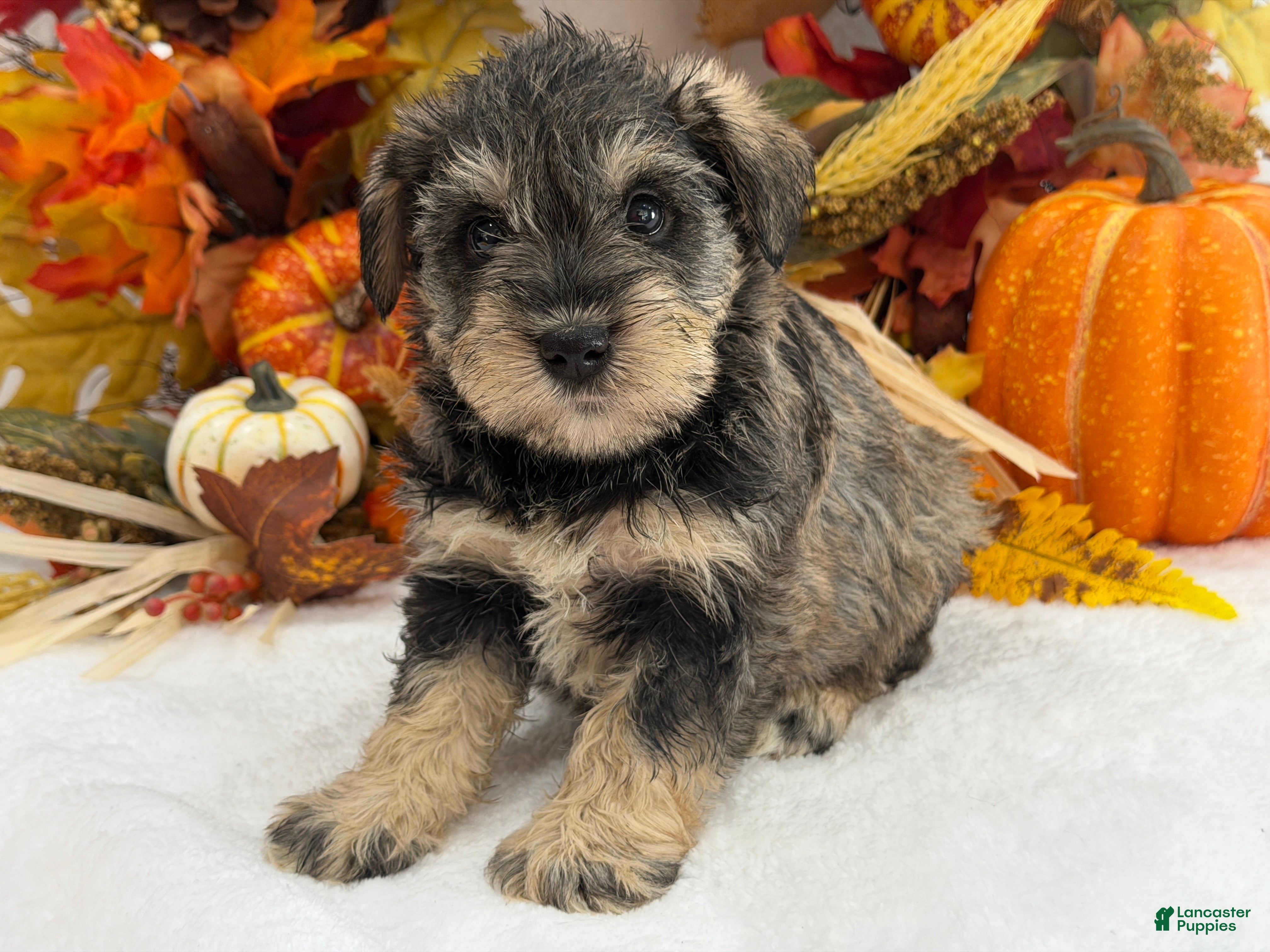 Miniature Schnauzer dogs for sale: Gypsy Female 1 - Ad 26
