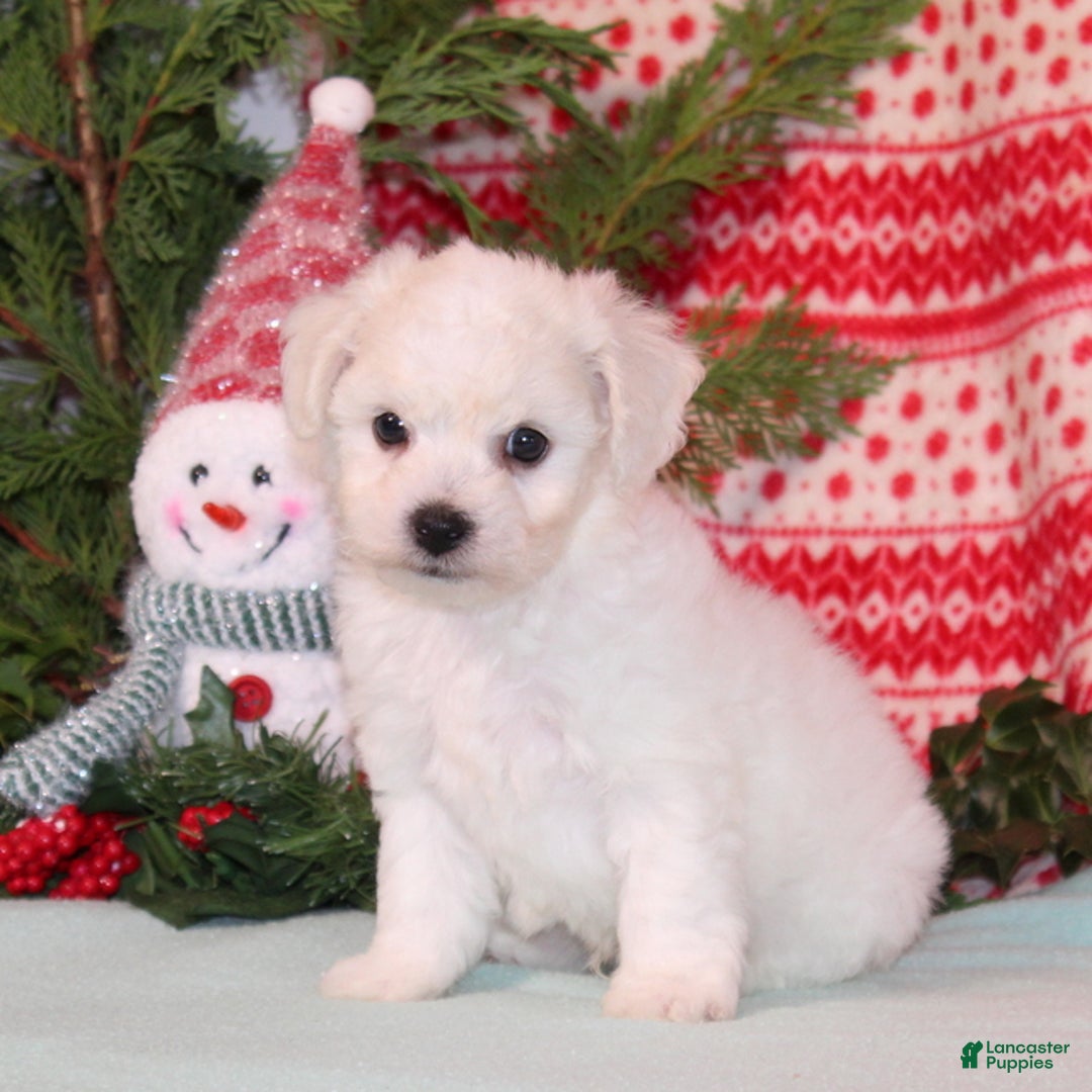 Bichpoo dogs for sale: Yankee - Ad 2