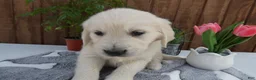 Golden Retriever dogs for sale: Golden Retriever 3 Dillion - Ad 3
