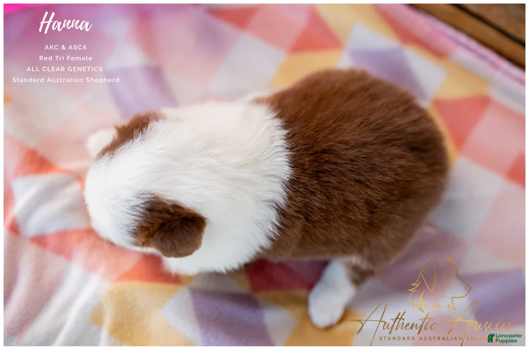Australian Shepherd dogs for sale: Hanna - Ad 2