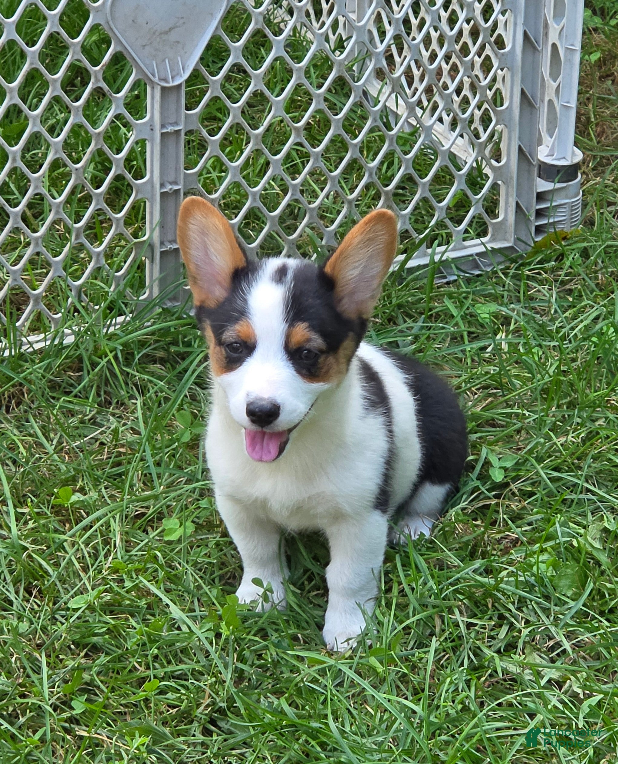 Welsh Corgi Pembroke dogs Oreo girl  - Ad 1
