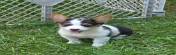 Welsh Corgi Pembroke dogs for sale: Oreo girl  - Ad 2