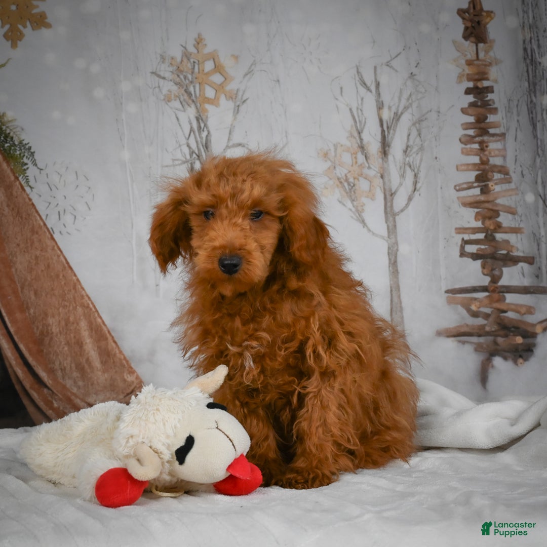 Mini Goldendoodle dogs for sale: Sammie - Ad 14