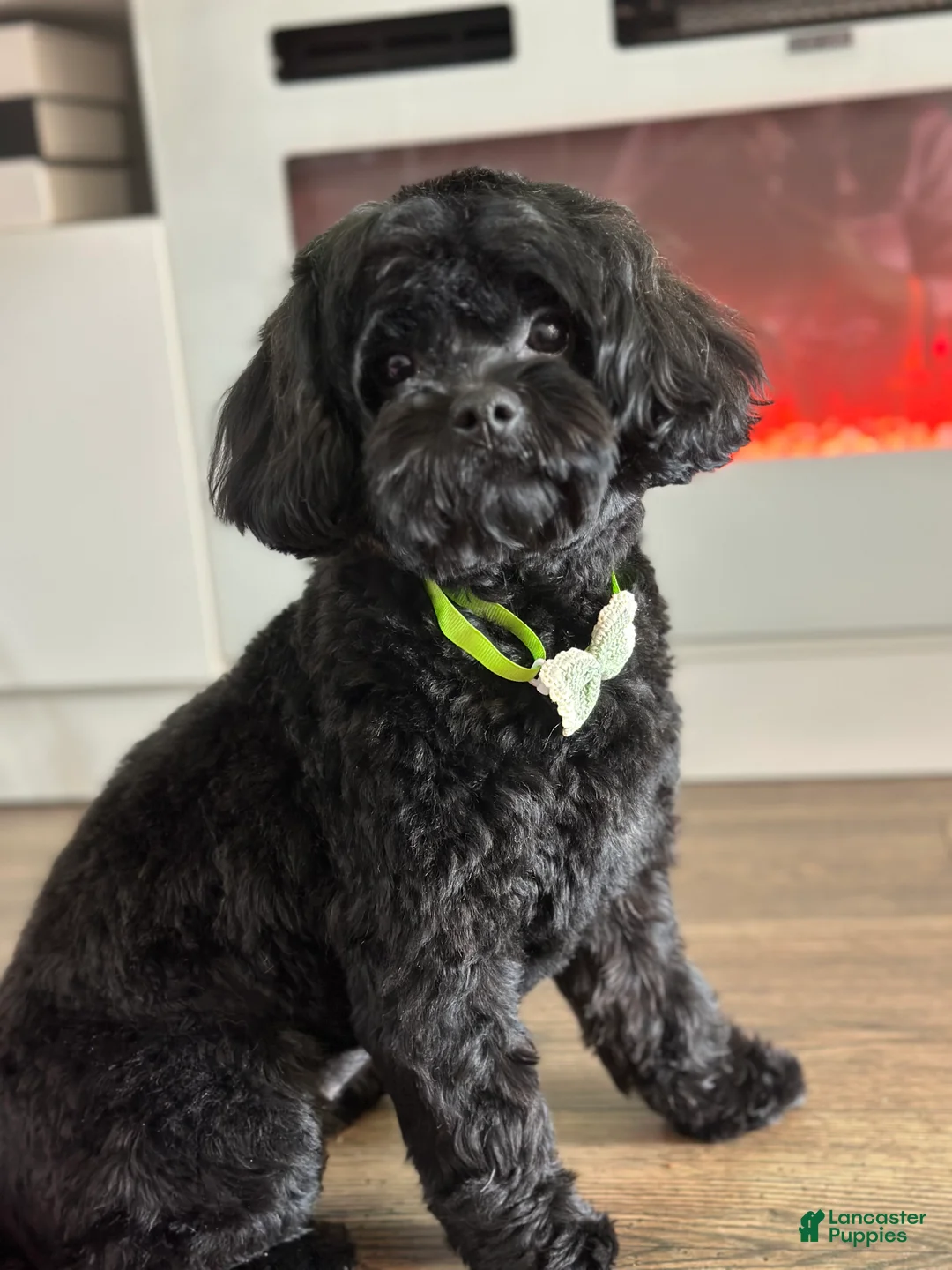 Shihpoo dogs for sale: Teddy - Ad 5