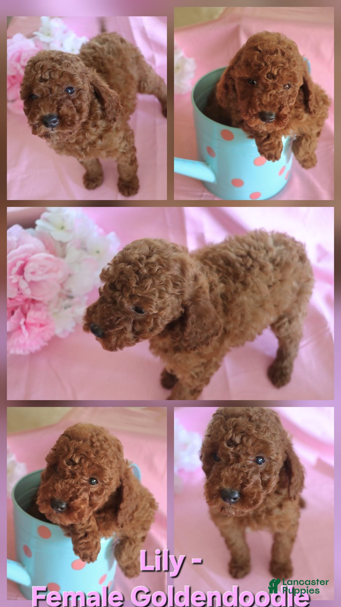 Goldendoodle dogs Lily_Female - Ad 21