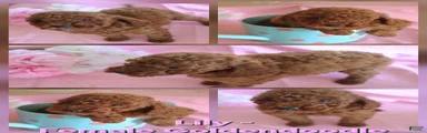 Lily_Female