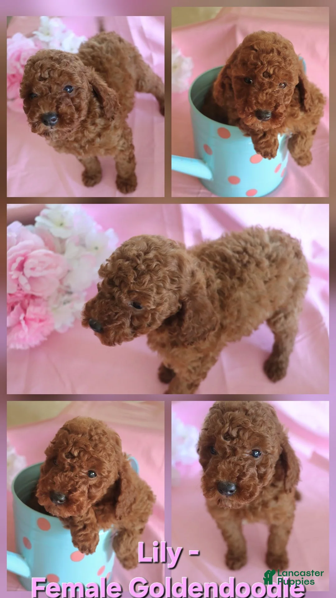 Goldendoodle dogs for sale: Lily_Female - Ad 1