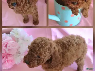 Goldendoodle dogs Lily_Female - Ad 21