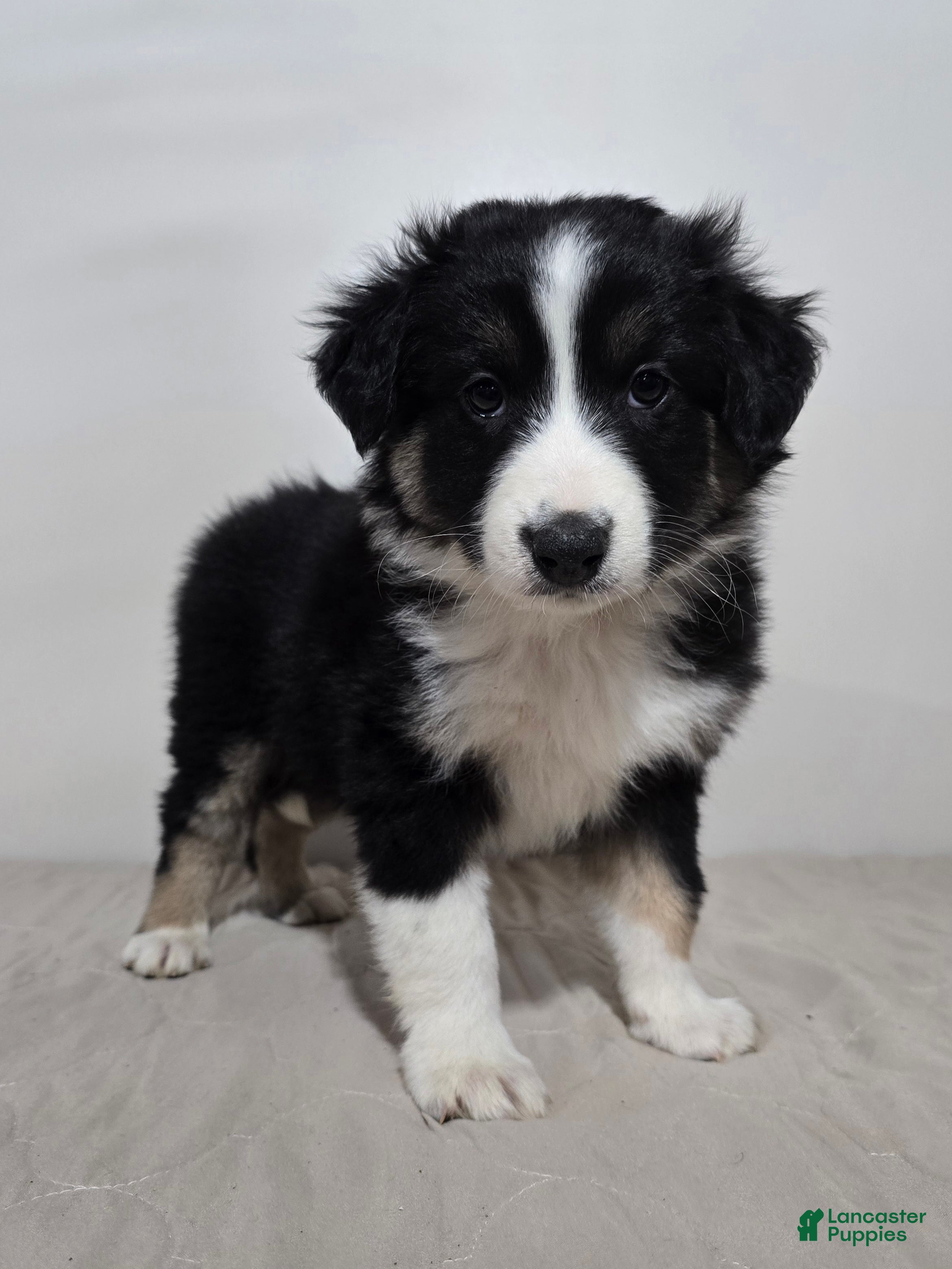 Australian Shepherd dogs Jackson - Ad 2
